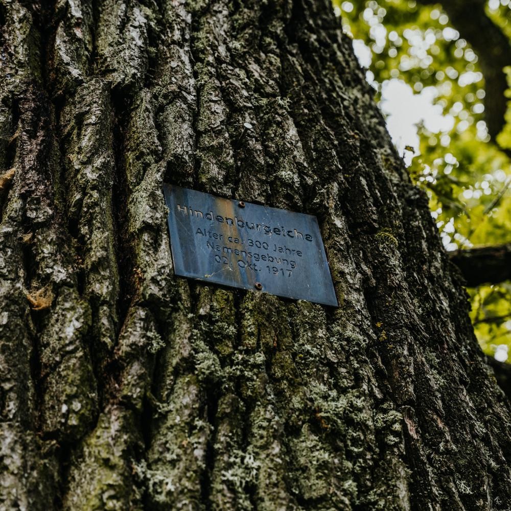 Zu sehen ist der Baustamm der Hindenburgeiche mit einem kleinen Informationsschild 